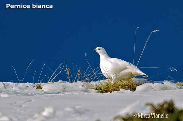 Fauna - Animali selvatici di Livigno - Pernice bianca