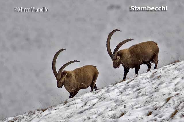 Fauna - Animali selvatici di Livigno - Stambecchi