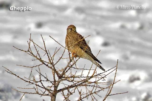 Fauna - Animali selvatici di Livigno - Gheppio