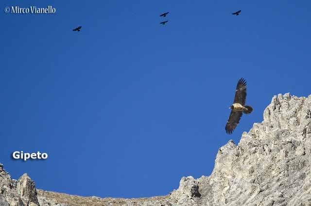 Fauna - Animali selvatici di Livigno - Gipeto