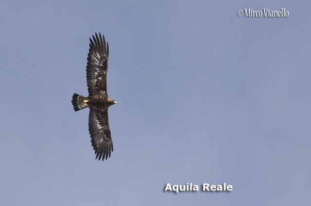 Fauna - Animali selvatici di Livigno - Aquila Reale 