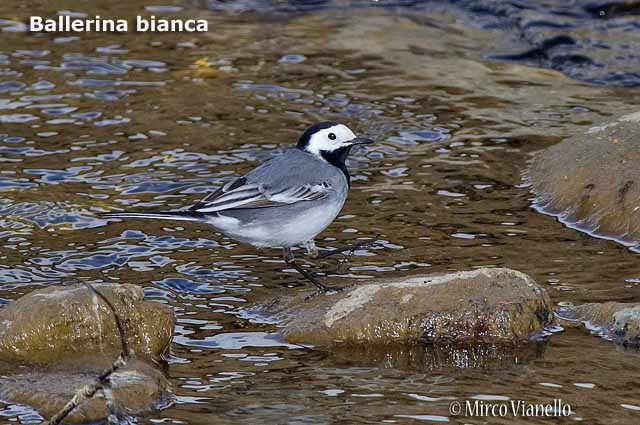 Fauna - Animali selvatici di Livigno - Ballerina Bianca 