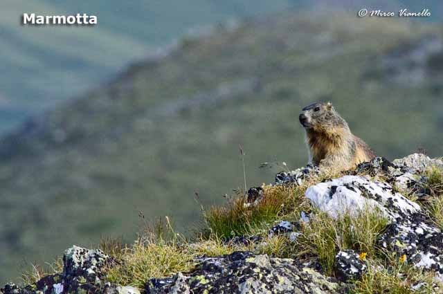 Fauna - Animali selvatici di Livigno - Marmotta