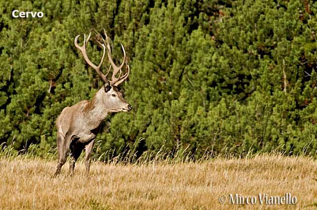 Fauna - Animali selvatici di Livigno - Cervo