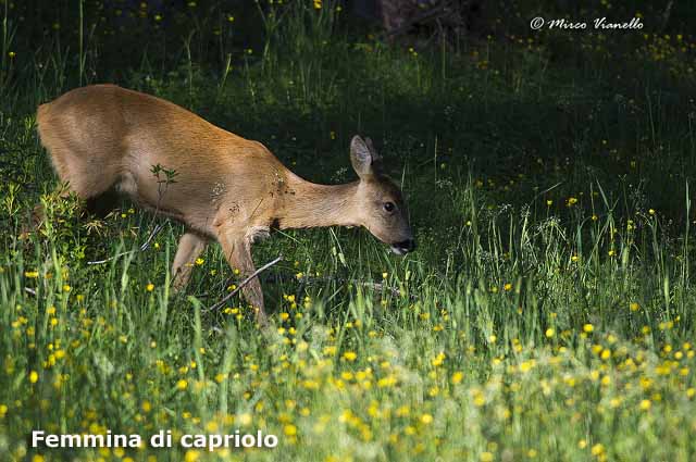 Fauna - Animali selvatici di Livigno - femmina di capriolo