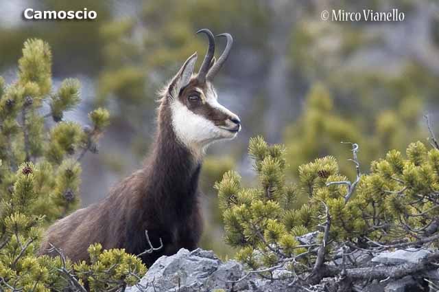 Fauna - Animali selvatici di Livigno - Camoscio