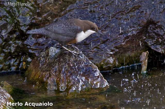 Fauna - Animali selvatici di Livigno - Merlo Acquaiolo