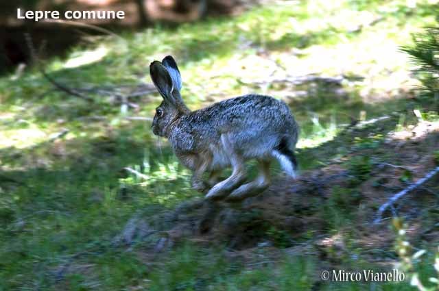 Fauna - Animali selvatici di Livigno - Lepre comune