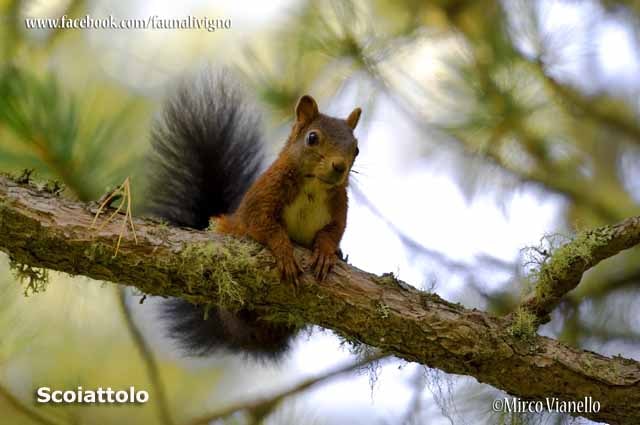 Fauna - Animali selvatici di Livigno - Territorio - scoiattolo
