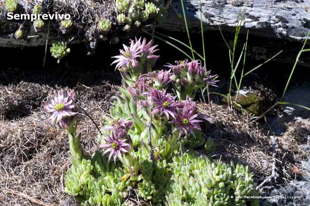 Flora e vegetazione di Livigno - Semprevivo