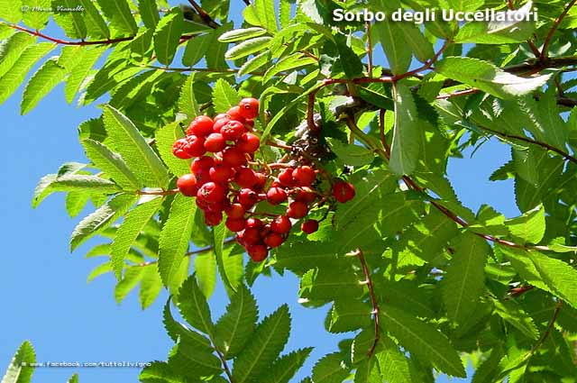 Flora e vegetazione di Livigno - Sorbo degli uccellatori
