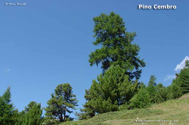 Flora e vegetazione di Livigno - Pino cembro