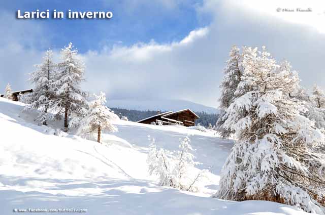 Flora e vegetazione di Livigno - Larici in inverno
