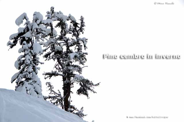 Flora e vegetazione di Livigno - Pino Cembro in inverno