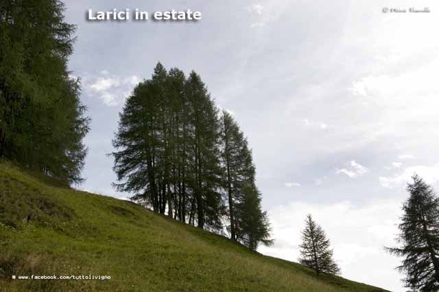 Flora e vegetazione di Livigno - Larici in estate