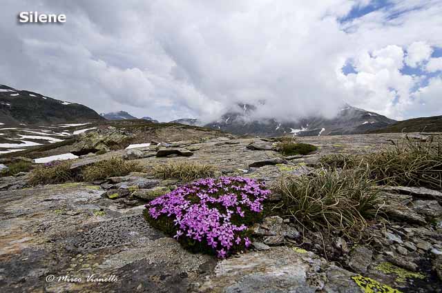 Flora e vegetazione di Livigno - Silene