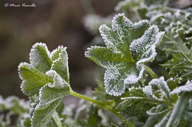 Flora e vegetazione di Livigno - brina