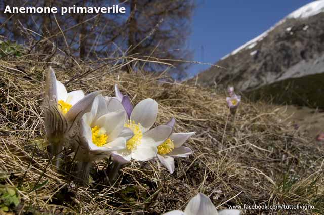 Flora e vegetazione di Livigno - Anemone primaverile