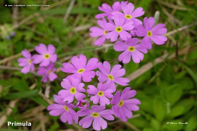 Flora e vegetazione di Livigno - Primula