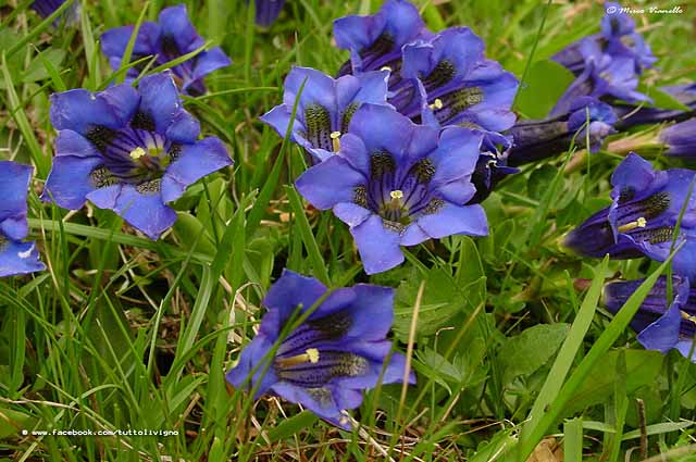 Flora di Livigno - Genziana di Kock - Gentiana Kockiana 