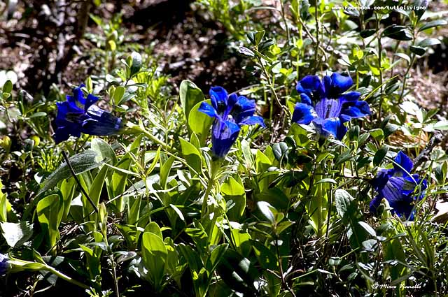 Flora di Livigno - Genziana di Kock - Gentiana Kockiana 