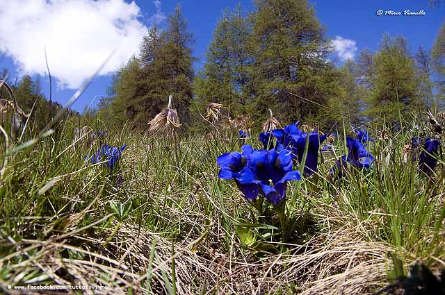 Flora di Livigno - Genziana di Kock - Gentiana Kockiana 