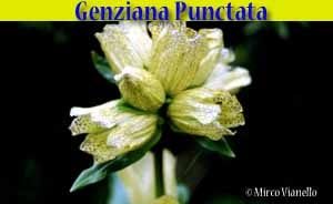 genziana punctata