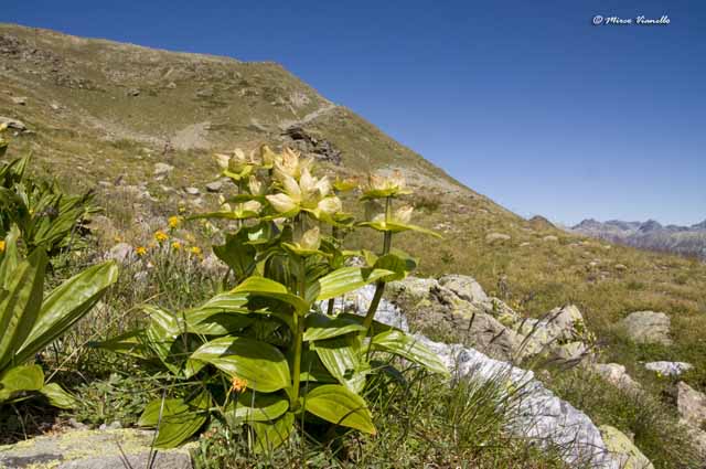 Flora di Livigno - Genziana punteggiata - Gentiana punctata 