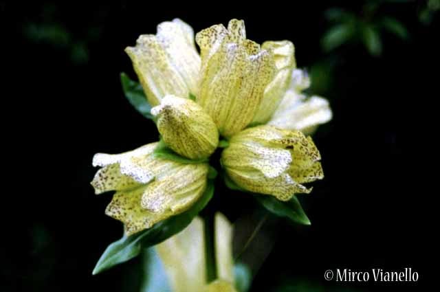 Flora di Livigno - Genziana punteggiata - Gentiana punctata 