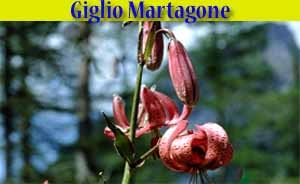 Giglio Martagone