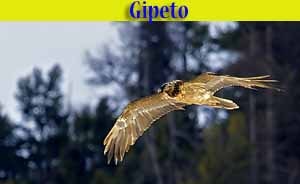 Gipeto - Avvoltoio degli Agnelli
