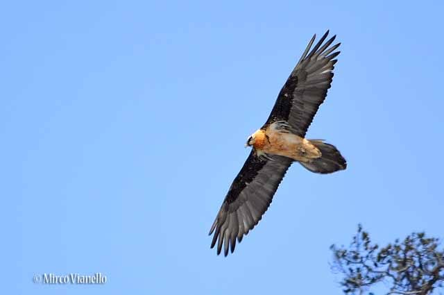 Fauna di Livigno - Gipeto - Gypaëtus barbatus - Avvoltoio degli agnelli - il suo colore