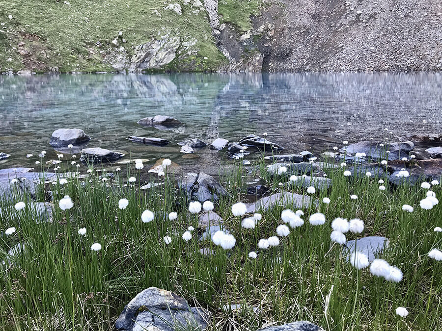 Eriofori a pennacchio e il lago dal bordo 