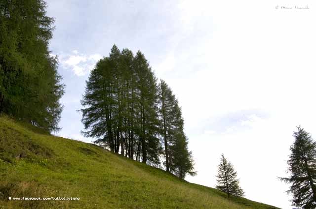Flora di Livigno: Alberi - Larice - Larix decidua 