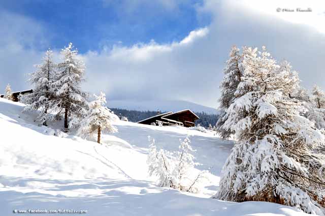 Flora di Livigno: Alberi - Larice - Larix decidua 