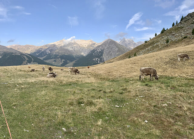 Mucche al pascolo - sullo sfondo il monte Motto - Cima Cavalli - Piz Salient