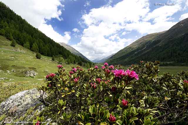 Livigno Valle della Forcola - scorcio estivo