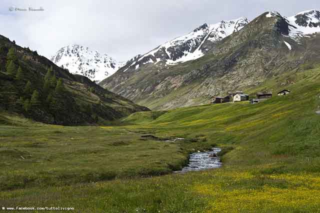 Trepalle - La vallaccia