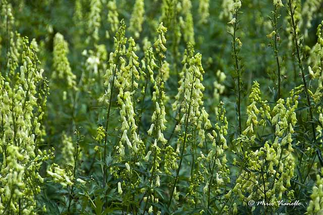 Flora di Livigno - Luparia - Vulparia - Aconitum lycoctonum 