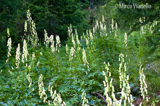 Flora di Livigno - Luparia - Vulparia - Aconitum lycoctonum 
