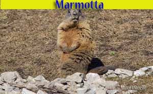 Marmotta - Marmota marmota
