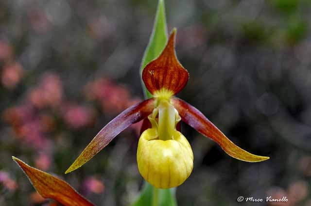 Flora di Livigno - Pianella della Madonna - Cypripedium calceolus 
