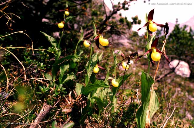 Flora di Livigno - Pianella della Madonna - Cypripedium calceolus 