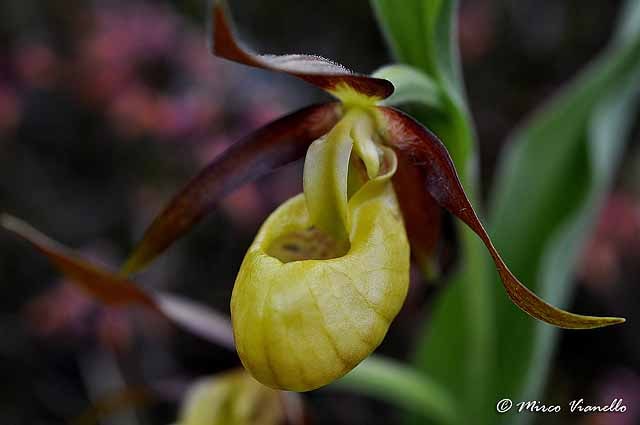 Flora di Livigno - Pianella della Madonna - Cypripedium calceolus 