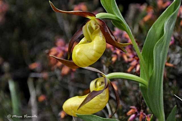 Flora di Livigno - Pianella della Madonna - Cypripedium calceolus 