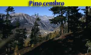 pino cembro