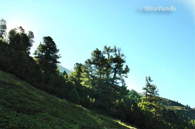 Flora di Livigno: Alberi - Pino cembro - Cirmolo - Pinus cembra 