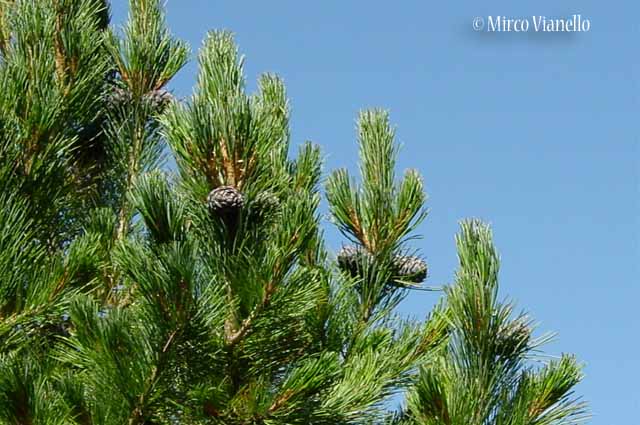 Flora di Livigno: Alberi - Pino cembro - Cirmolo - Pinus cembra 
