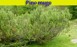 pino mugo