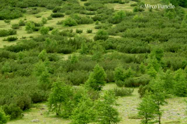 Flora di Livigno: Alberi - Pino mugo - Pinus mugo 